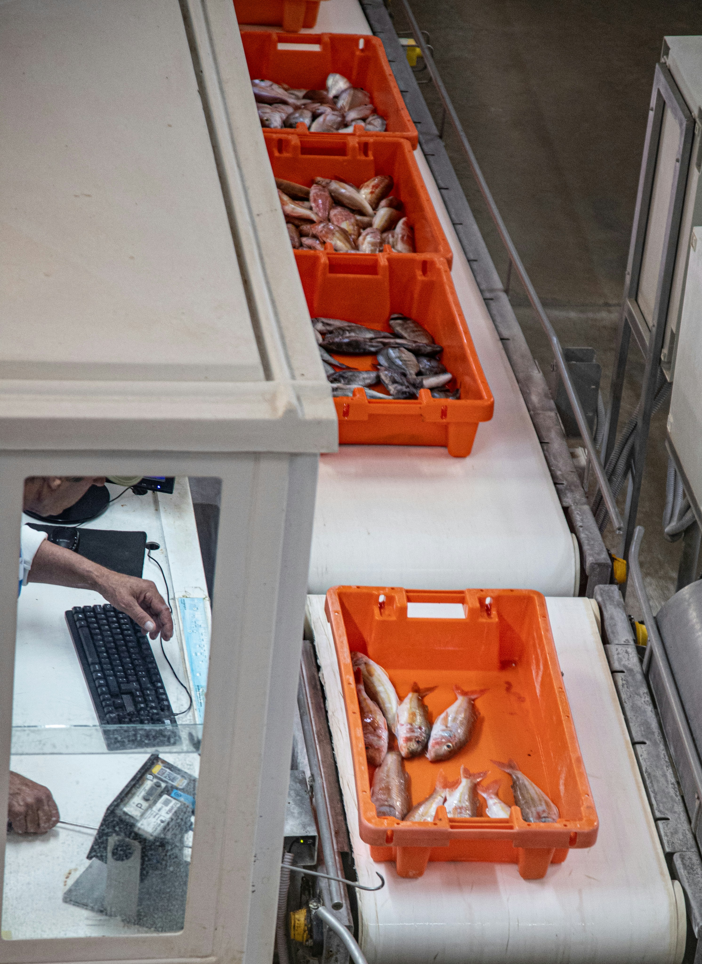 Cassette di pesce in lavorazione