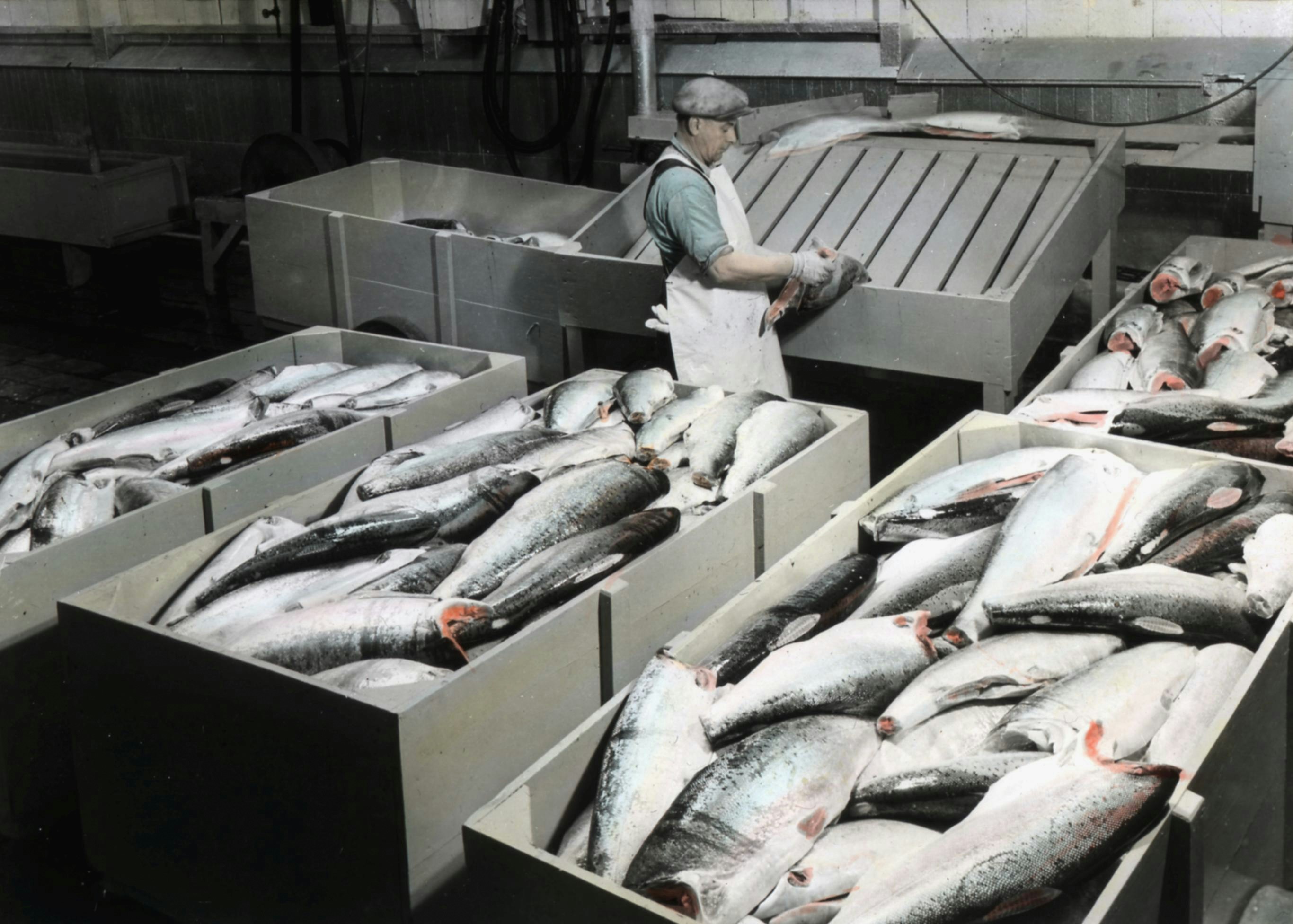 Il mestiere del pesce